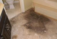 Carpet Mould Damage Removal Adelaide image 1